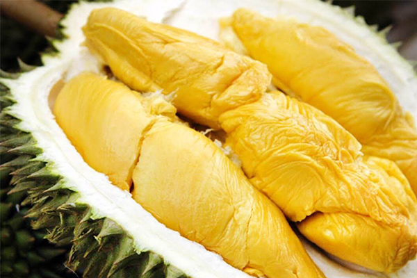 Khám Phá Về Các Bệnh Phổ Biến Trên Cây Sầu Riêng