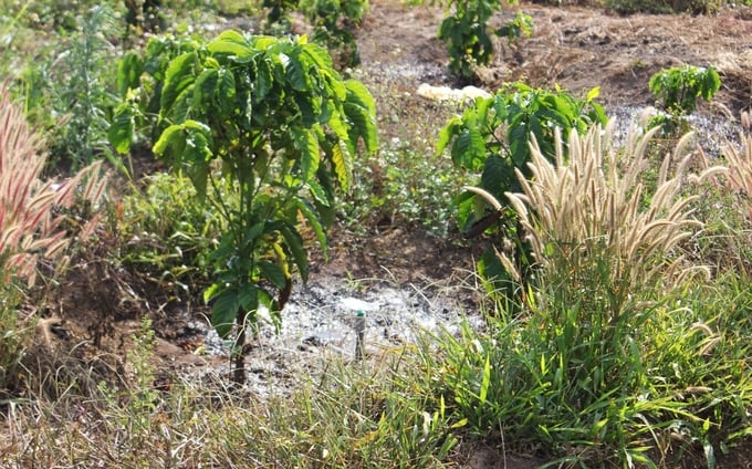 Giảm hơn 70% lượng nước nhờ tưới phun tận gốc